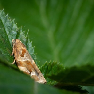 Archips xylosteana (obaleč třešňový), Žebětín