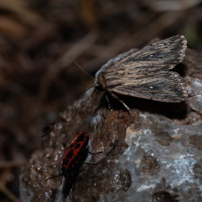 Leucania putrescens (-), HR, Jablanac