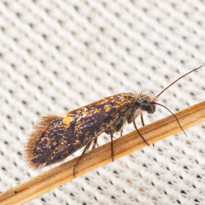 Eriocrania semipurpurella (drobnokřídlík jarní), PR Pavlovské mokřady