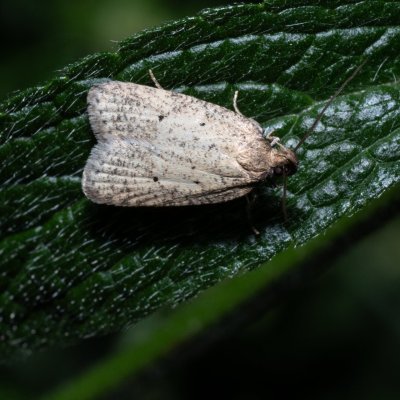 , NPP Pouzdřanská step - Kolby