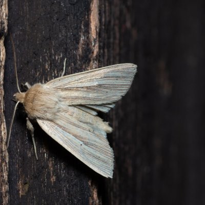 Mythimna impura (plavokřídlec luční), SK, Štôla