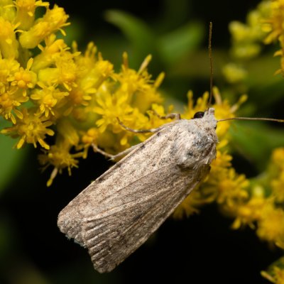Spodoptera exigua (blýskavka červivcová), Kývalka