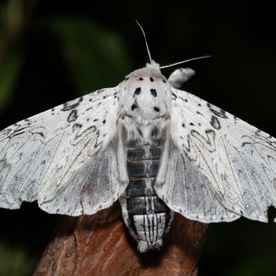 Cerura erminea (hranostajník bílý), Hády