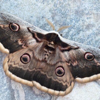 Saturnia pyri (martináč hrušňový), Žebětín