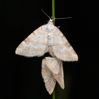 Perizoma albulata (píďalka kokrhelová), PP Prameniště Pohořského potoka