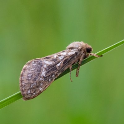 Pharmacis carna (hrotnokřídlec horský), SK, Štôla