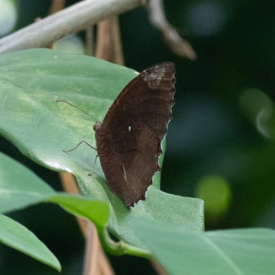 Elymnias hypermnestra (-), TH, Krabi