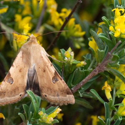 Heliothis peltigera (černopáska stěhovavá), GR, Arakli, Korfu