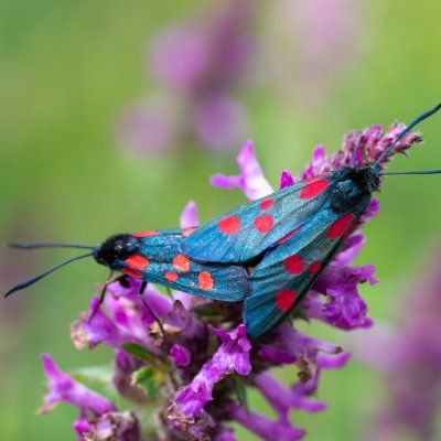 vřetenušky, SK, Štôla