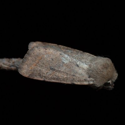 Orthosia cruda (jarnice menší), Žebětín