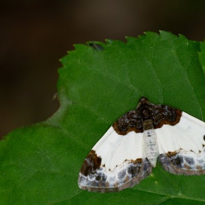 Mesoleuca albicillata (píďalka maliníková), Podkomorské lesy, Kopeček