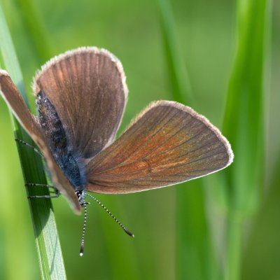 Cyaniris semiargus (modrásek lesní), SK, Štôla