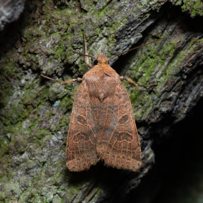Agrochola nitida (polnice rozrazilová), Kamenný vrch