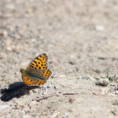 Issoria lathonia (perleťovec malý), NPP Pouzdřanská step - Kolby