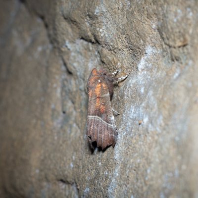 Scoliopteryx libatrix (sklepnice obecná), jeskyně Jáchymka