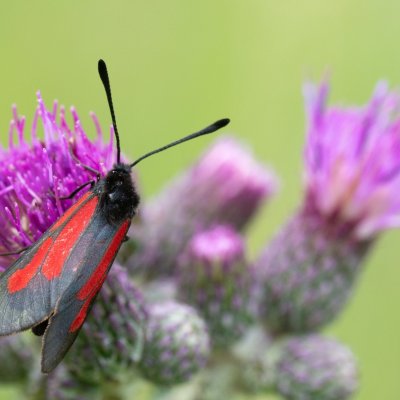 Zygaena brizae (vřetenuška třeslicová), SK, Štôla