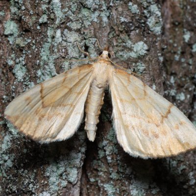 Eulithis pyraliata (píďalka mařinková), Žebětín