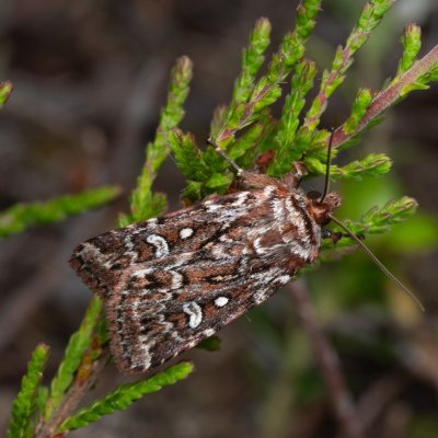 Lycophotia porphyrea (osenice pruhovaná), PP Pohoří na Šumavě