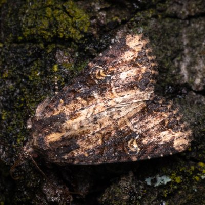 Mesapamea secalis/secalella (šedavka/přehlížená), NPP Pouzdřanská step - Kolby