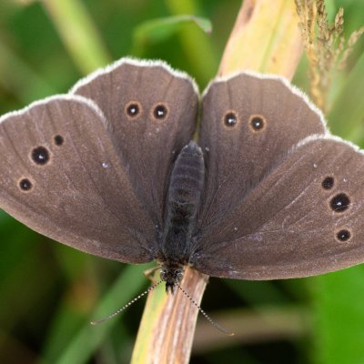 Aphantopus hyperanthus (okáč prosíčkový), SK, Štôla