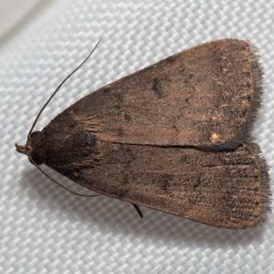 Nodaria sp., TH, Khao Sok