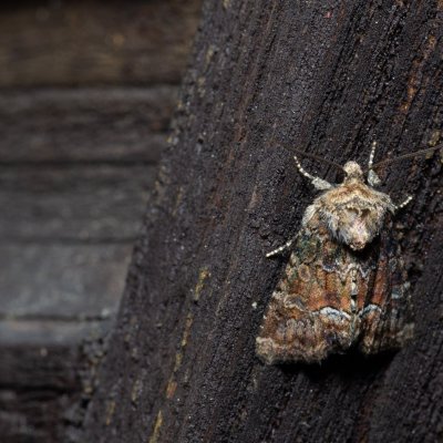 Oligia sp., SK, Štôla