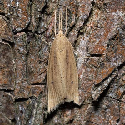 Chilo phragmitella (travařík rákosový), Hrabětice