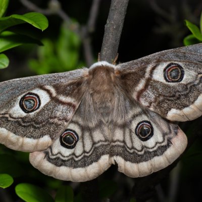 Saturnia pavoniella (martináč podobný), PR Liščí vrch