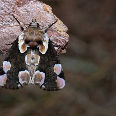 Thyatira batis (můřice očkovaná), Říčky