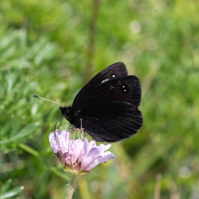 Erebia melas (-), HR, Velika kosa, Velebit