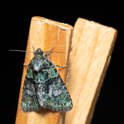 Cryphia algae (šípověnka lipová), Augšperský potok