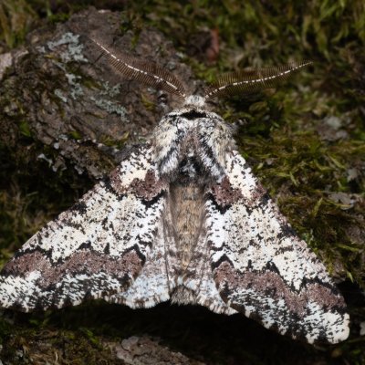 Biston strataria (drsnokřídlec lipový), Pouzdřanský rybník