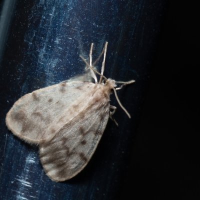 Nudaria mundana (lišejníkovec průsvitný), Hády