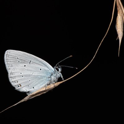 Cupido decoloratus (modrásek tolicový), Čebín - bývalý lom