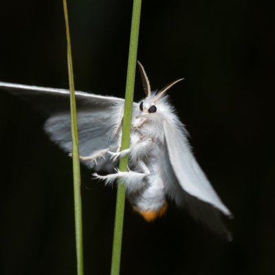 Euproctis similis (bekyně pižmová), Hrabětice