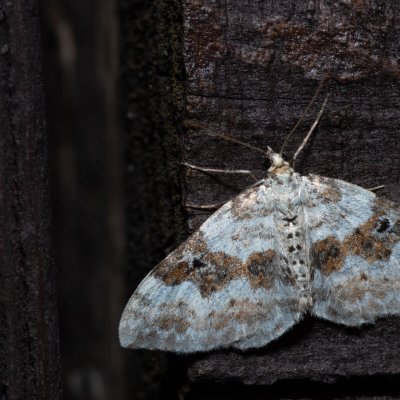 Xanthorhoe montanata (píďalka šťovíková), SK, Štôla