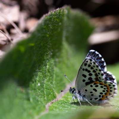 Scolitantides orion (modrásek rozchodníkový), Lysá hora u Ochozu
