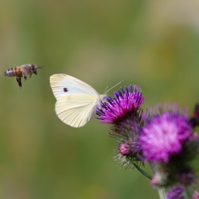 Pieris brassicae (bělásek zelný), SK, Štôla