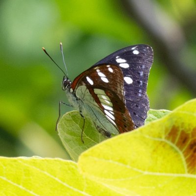 Limenitis reducta (bělopásek jednořadý), HR, Velika Paklenica