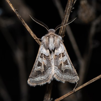 Episema glaucina (jasnobarvec západní), PP Milovická stráň