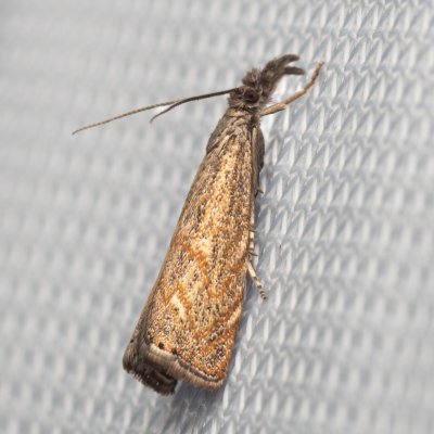 Platytes cerussella (travařík lipnicový), NPP Na Adamcích