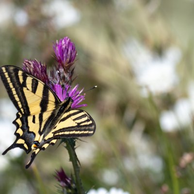 Papilio alexanor (otakárek středomořský), GR, Pantokrator, Korfu