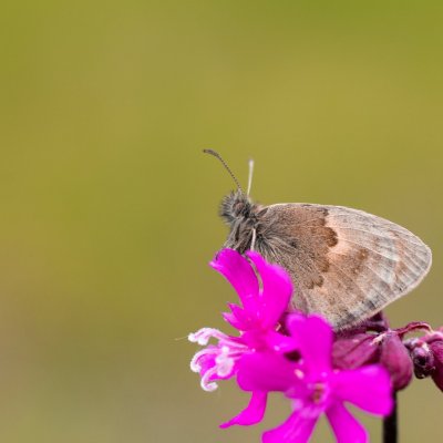 Coenonympha pamphilus (okáč poháňkový), PR Bosonožský hájek