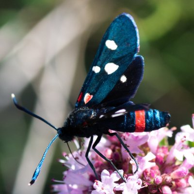 Zygaena ephialtes (vřetenuška čičorková), Vilémovice