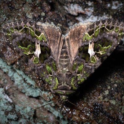 Trachea atriplicis (blýskavka lebedová), PR Bosonožský hájek