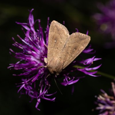 Mythimna ferrago (plavokřídlec bledoskvrnný), Hády - Ruženin lom
