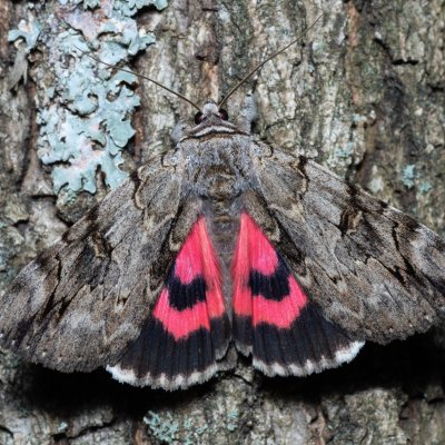 Catocala electa (stužkonoska vrbová), Žebětín