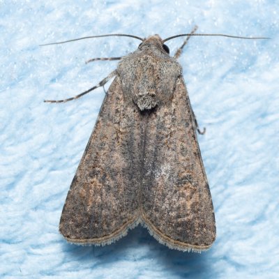 Agrotis segetum (osenice polní), Žebětín