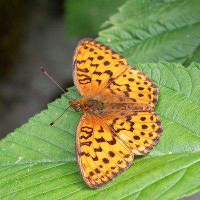 Brenthis daphne (perleťovec ostružinový), HR, Babić Siča, Velebit