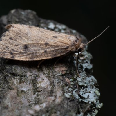 Thumatha senex (lišejníkovec mokřadní), PP Bobrava